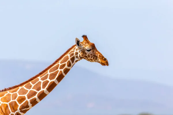 Una Testa Giraffa Somala Primo Piano — Foto Stock