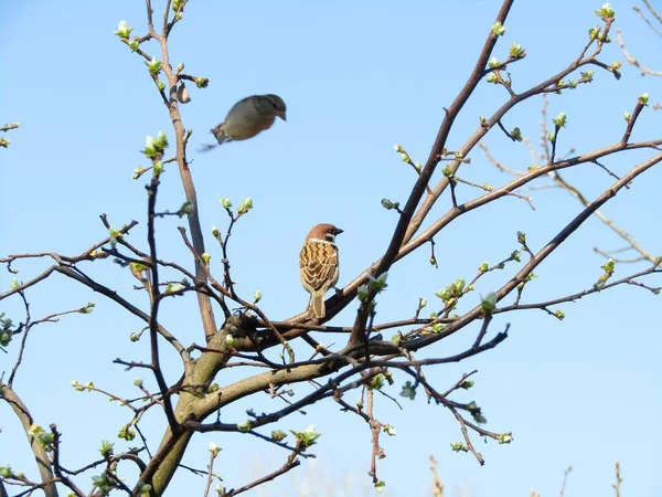 Sparrows Looking Forward Spring Its Natural Environment — Stock Photo, Image