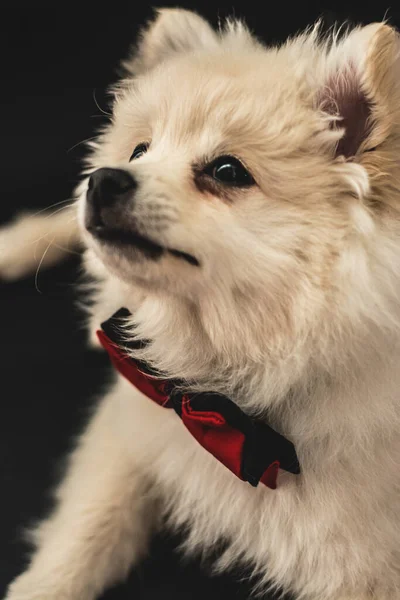 Cute Doggy Nice Pomeranian Puppy Portrait Cute Dog Pet Portrait — ストック写真