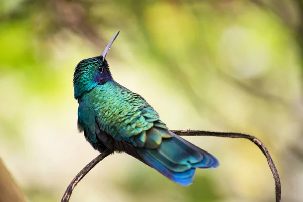 Cute Hummingbird Branch Green Natural Background — Stock fotografie