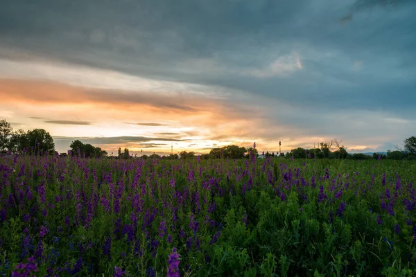 Maravilhoso Pôr Sol Fantástica Paisagem Colorida Com Flores Tremoço Azul — Fotografia de Stock