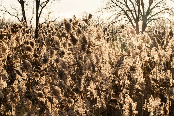 Groot Gras Verlicht Door Zonsondergang — Stockfoto