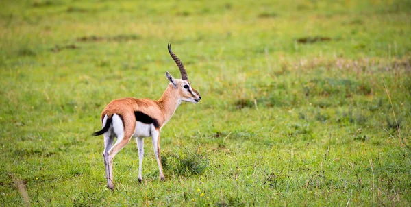 Thomson Gazelle Gräslandskapet Savannen Kenya — Stockfoto