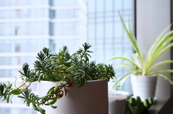 Potted Plants Window Sill Een Stedelijk Appartement — Stockfoto