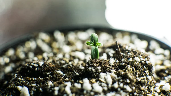 Marijuana Professionnelle Cultivant Intérieur Pour Usage Récréatif — Photo