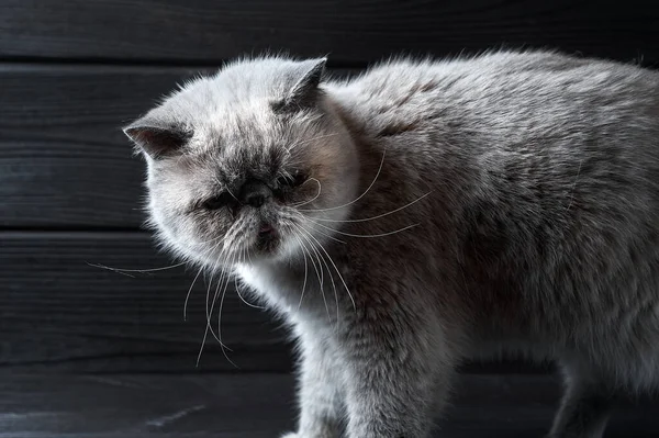 Домашняя Белая Экзотическая Кошка Черном Деревянном Фоне — стоковое фото