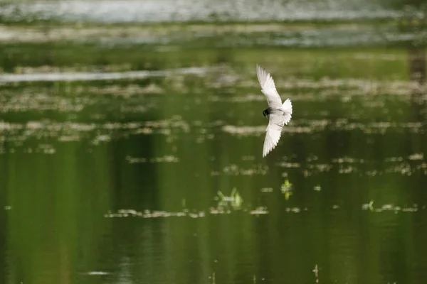 ワシントン州の池の上を飛んでいる黒いターンの広い眺め — ストック写真