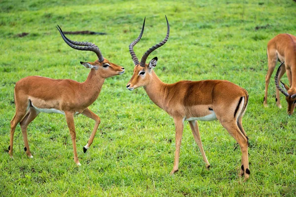 Impala Familj Ett Gräs Landskap Den Kenyanska Savannen — Stockfoto