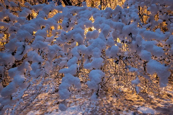 Árvores Congeladas Neve Cena Inverno Pensilvânia Rural — Fotografia de Stock