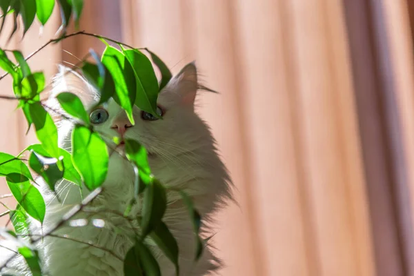 Vit Katt Tittar Gröna Blommor — Stockfoto