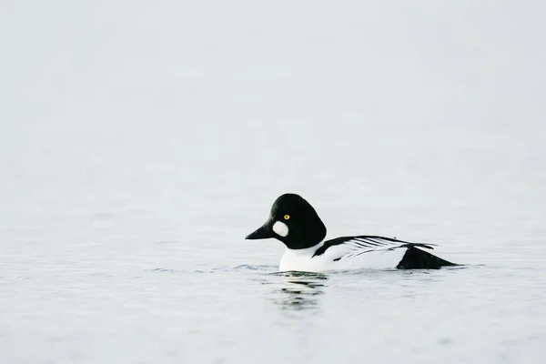 Προβολή Προφίλ Ενός Κοινού Goldeneye Κολύμπι Στο Puget Sound — Φωτογραφία Αρχείου