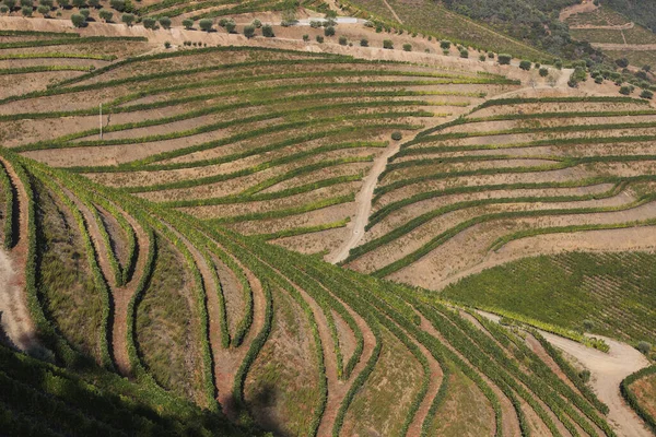 Die Teeplantagen Aus Der Luft — Stockfoto