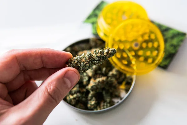 Überprüfung Frischer Marihuana Knospen Männlichen Händen — Stockfoto