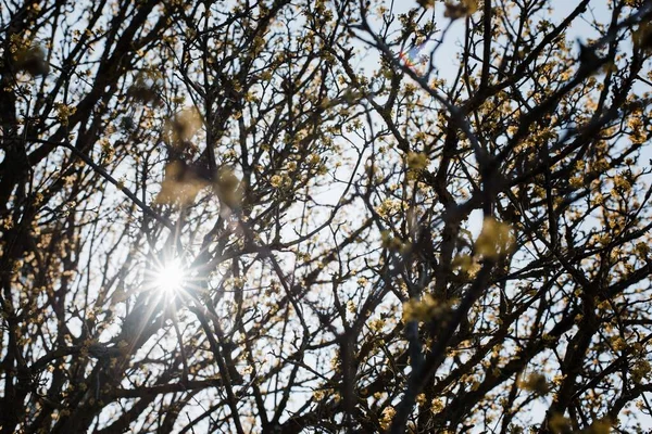 Sun Shinning Trees Spring Day — Stock Photo, Image