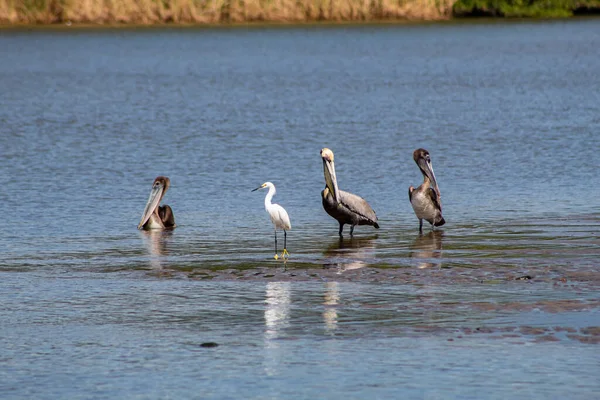 Três Pelicanos Uma Garça Rio — Fotografia de Stock