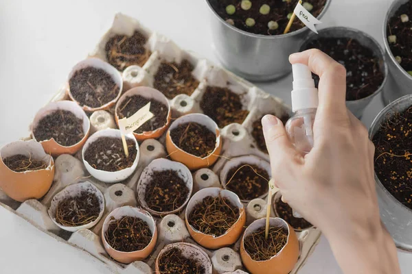 planted the Micro greens seeds at home. hands. Healthy nutrition and natural vitamins. Hobby at home for the period of quarantine. On a white background. Garden on the windowsill