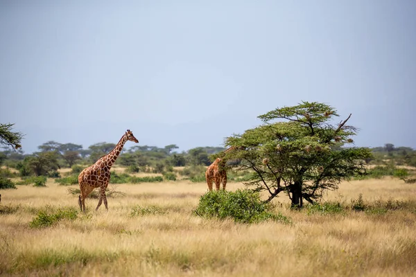 Una Giraffa Somala Mangia Foglie Acacia — Foto Stock