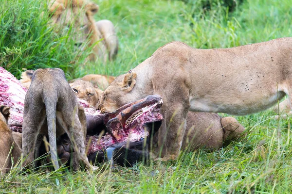 Leeuwenfamilie Eet Een Buffel Tussen Hoog Gras — Stockfoto