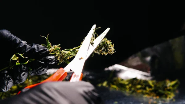 Medicinsk Marijuana Och Legalisering Marijuana Världen — Stockfoto