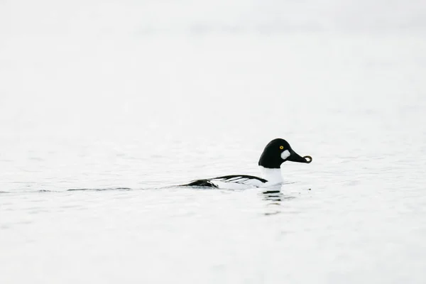 Visão Perfil Pato Dourado Comendo Peixe Perto Seattle — Fotografia de Stock