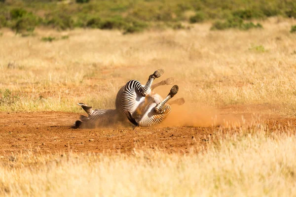 Grevy Zebra Βρίσκεται Στην Πλάτη Του Στη Σκόνη — Φωτογραφία Αρχείου