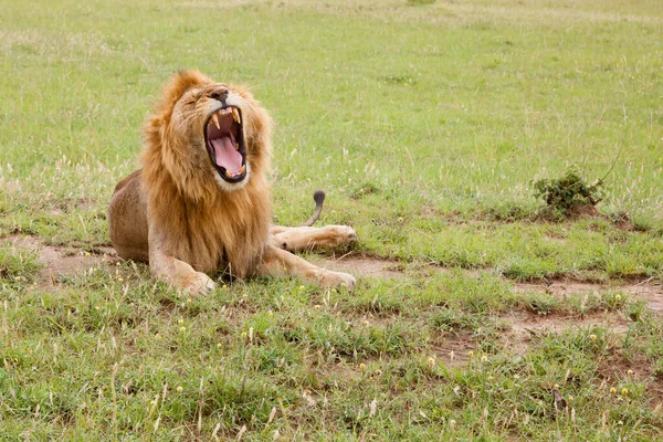 A big lion yawns lying on a meadow with grass