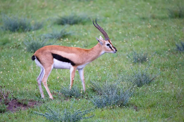 Eine Thomson Gazelle Der Graslandschaft Der Savanne Kenia — Stockfoto