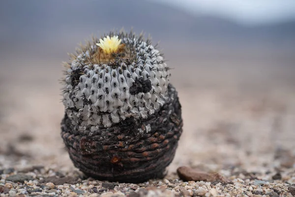 Capiapoa Cactus Στις Ερήμους Της Χιλής Κατοικούν Διάφορα Είδη Των — Φωτογραφία Αρχείου