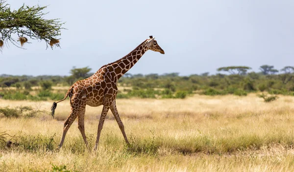 Giraff Går Genom Savannen Mellan Växterna — Stockfoto