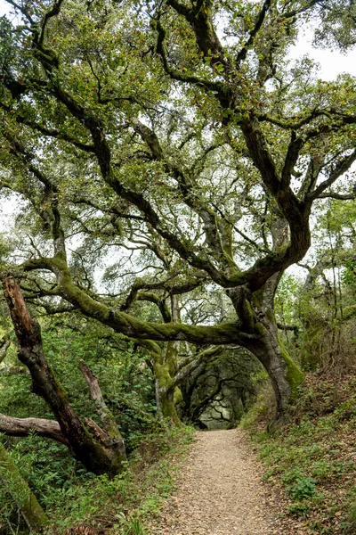 Sentier Randonnée Débutant Avec Des Chênes Creusant Tunnel Californie — Photo