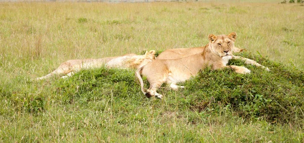 Uma Família Leões Repousa Sobre Uma Colina — Fotografia de Stock