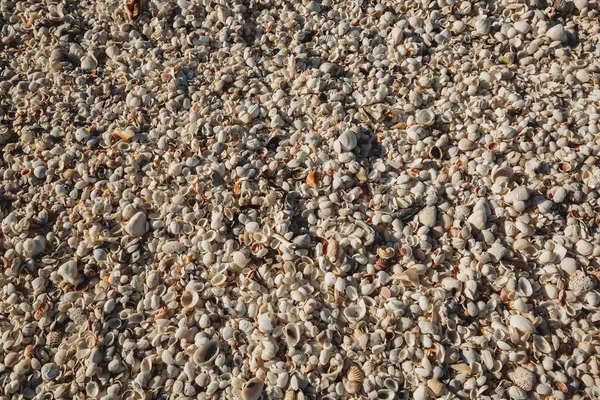 Pilhas Conchas Sanibel Island Florida Como Bombardeio Chega Uma Parada — Fotografia de Stock