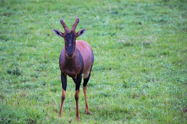 Topi Antilop Grässlätten Kenyas Savann — Stockfoto