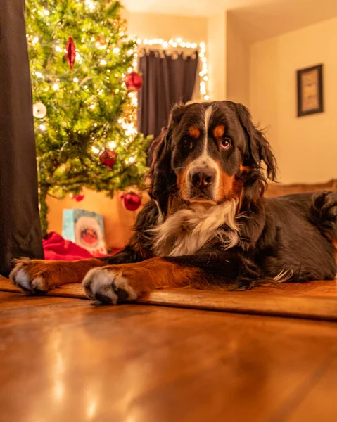 Chien Montagne Bernois Posé Sur Sol Bois Près Sapin Noël — Photo