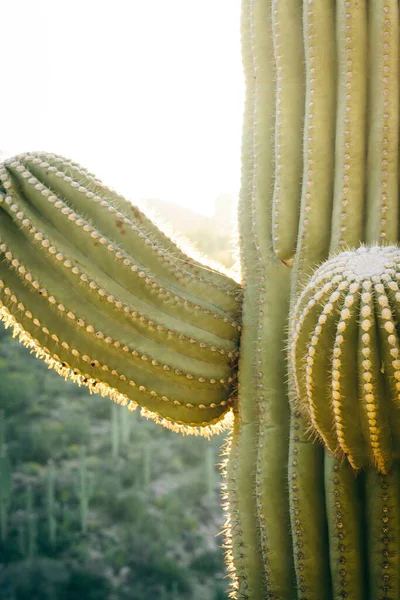 Cactus Saguaro Encuentra Sobre Cañón Sabino Tucson Arizona — Foto de Stock