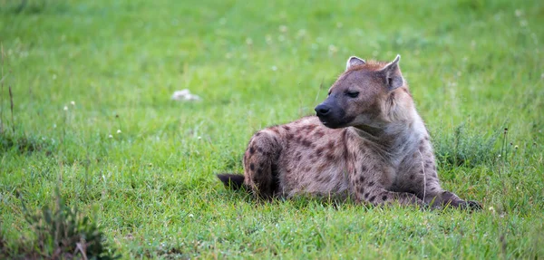 Hyena Leží Trávě Savaně Keni — Stock fotografie