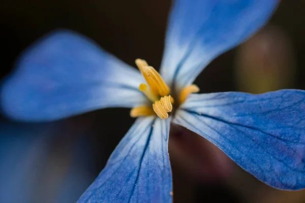 Macro Fotografia Flor Azul Contraste —  Fotos de Stock
