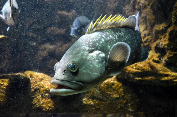 수족관에 아름다운 물고기 — 스톡 사진