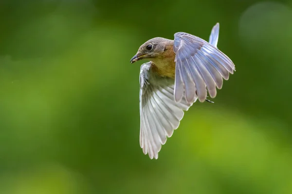 Merle Bleu Est Volant Sur Fond Vert Flou — Photo