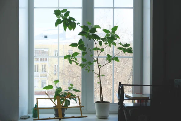 Mooie Overdekte Bloemen Een Raam Met Uitzicht Stad — Stockfoto