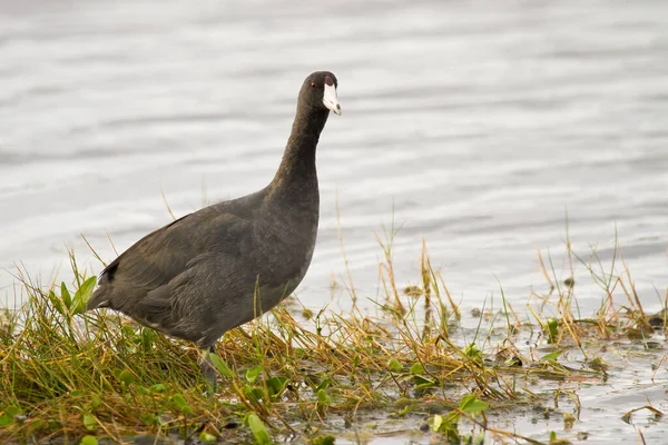 American Coot Walking Water Edge — ストック写真