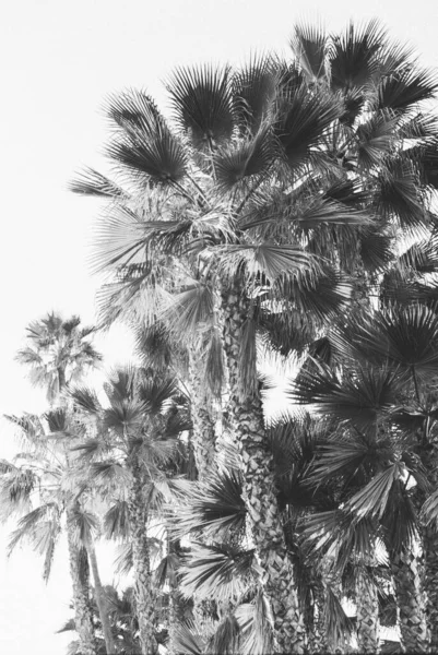 Black White Palm Trees Coastline — Stock Photo, Image