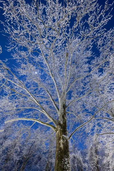 시골에서의 얼어붙은 나무와 눈덮인 — 스톡 사진