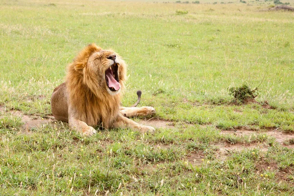 A big lion yawns lying on a meadow with grass