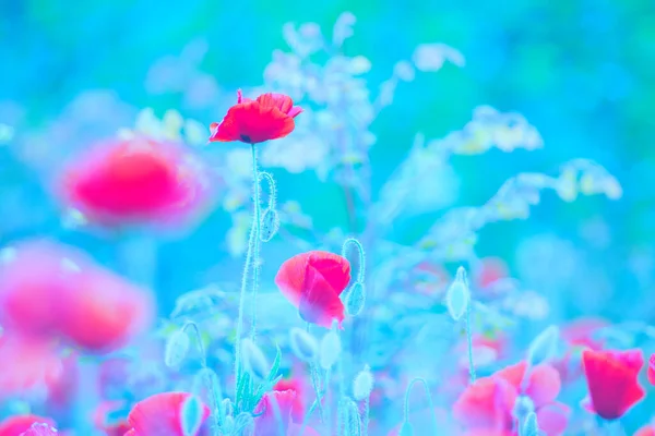 一片片红罂粟 凡士林技术 摄影灵感来自威廉 — 图库照片