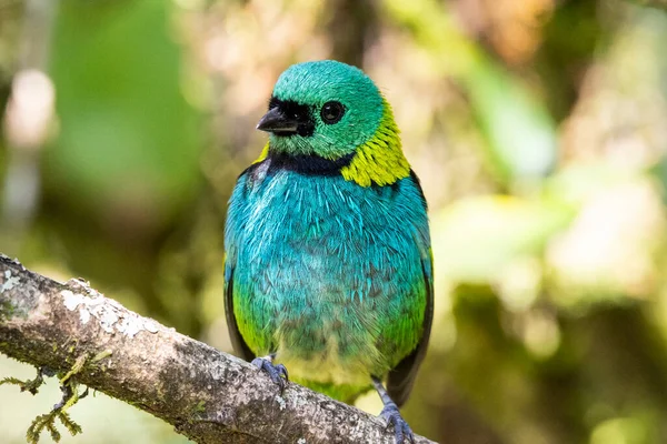 Krásný Barevný Tropický Pták Zelené Větvi Atlantského Deštného Pralesa Serrinha — Stock fotografie