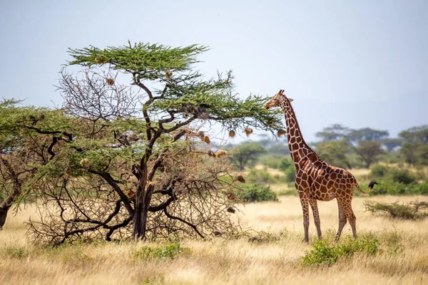 Somaliska Giraffer Äter Bladen Från Akacieträd — Stockfoto