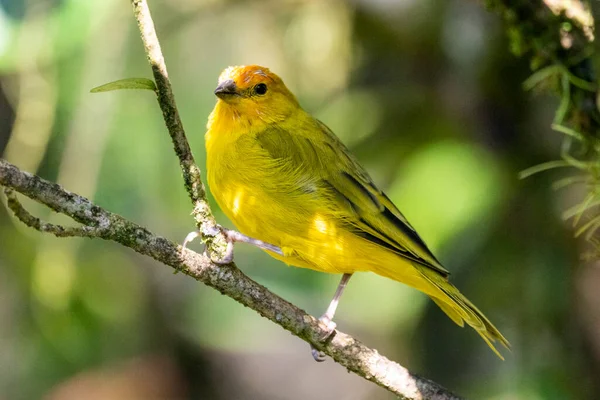 Beautiful yellow tropical bird on green Atlantic Rainforest tree branch, Serrinha do Alambari, Mantiqueira Mountains, Rio de Janeiro, Brazil