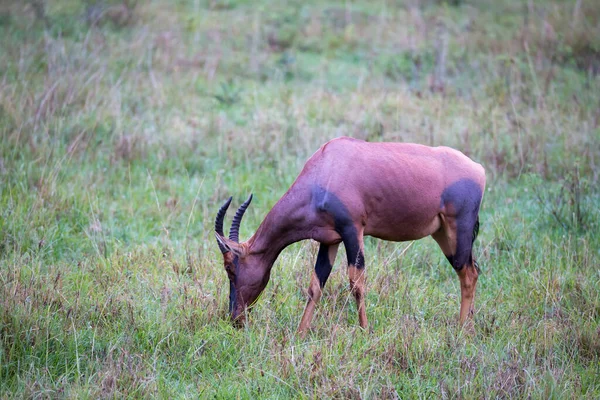 Tsessebe Stock Photos Royalty Free Tsessebe Images Depositphotos