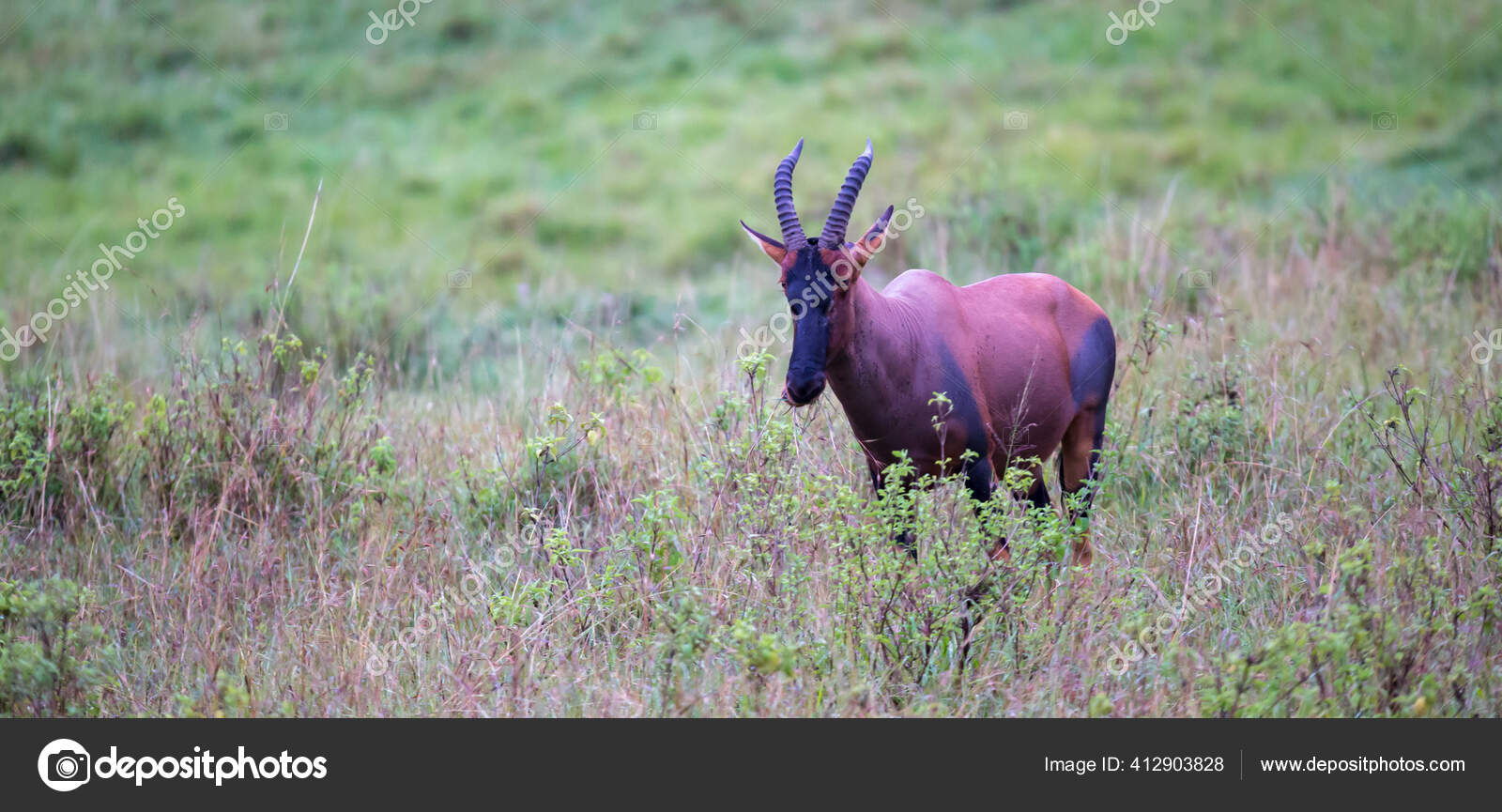 Tsessebe Stock Photos Royalty Free Tsessebe Images Depositphotos